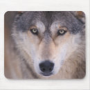 Search for lupus mouse mats Animal
