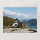 Search for gulls postcards Landscape