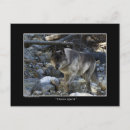 Search for grey wolf postcards Lupus