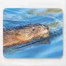 Search for preservation mouse mats Wildlife