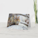 Search for cute chipmunk cards Wildlife