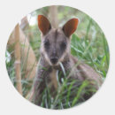 Search for wallabies stickers Wallaby