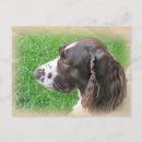 Search for springer postcards Pet