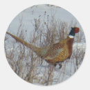 Search for pheasant stickers Ring necked pheasant