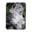 Search for snow leopard magnets Big cats