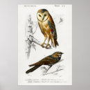 Search for large owl posters Vintage