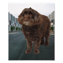 Search for cockapoo posters Dog