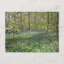 Search for bluebell flowers postcards England