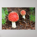 Search for poisonous art Forest