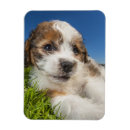 Search for puppy magnets Pets