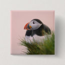 Search for puffins badges Europe