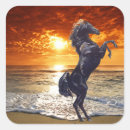 Search for black stallion stickers Horses