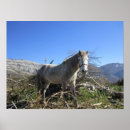 Search for dapple grey art Animal