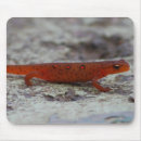 Search for salamander standard mouse mats Nature