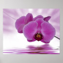 Search for orchids online art Exotic