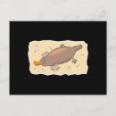 Search for platypuses Australia
