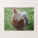Search for chicken egg puzzles Animal