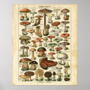 Search for champignons posters Botanical