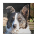 Search for border collie tiles Animal
