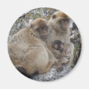 Search for gibraltar magnets Monkey