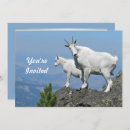 Search for goat invitations Wildlife