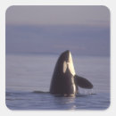 Search for feature stickers Coast