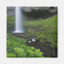 Search for green moss magnets Fern