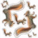 Search for red squirrel stickers Cute