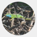 Search for green lizard stickers Wildlife