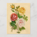 Search for vintage rose illustration postcards Flowers