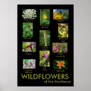 Search for educational resources posters Plants