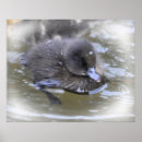 Search for ducklings posters Photography