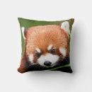 Search for red panda cushions Pandas
