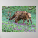 Search for bull head posters Elk