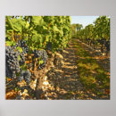 Search for cabernet posters Wine