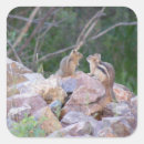 Search for chipmunk stickers Wildlife