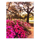 Search for azalea Georgia