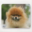 Search for headshot mouse mats Canine photographer