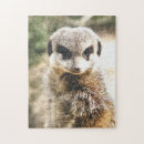 Search for meerkat puzzles Wild animals