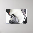 Search for penguin canvas prints Antarctica