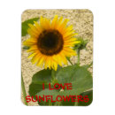 Search for sunflower magnets Gold