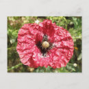 Search for macro flower postcards Floral