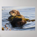 Search for sea otter posters Kelp