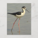 Search for stilts postcards Bird