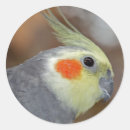 Search for cheek stickers Bird
