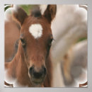 Search for colts posters Filly