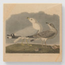 Search for common coasters Illustration