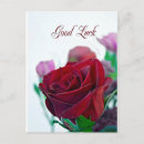 Search for single flower postcards Rose