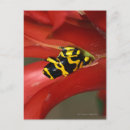 Search for bands postcards Animal