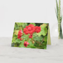 Search for geranium cards Photography